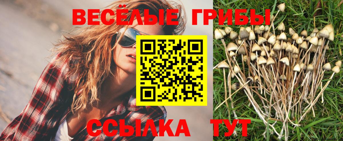 сколько стоит  Псилоцибиновые грибы MAGIC MUSHROOMS  Вход с VPN  Белая Калитва 